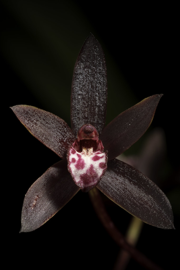 Cymbidium canaliculatum R.Br., Prodr. Fl. Nov. Holland.: 331 (1810)