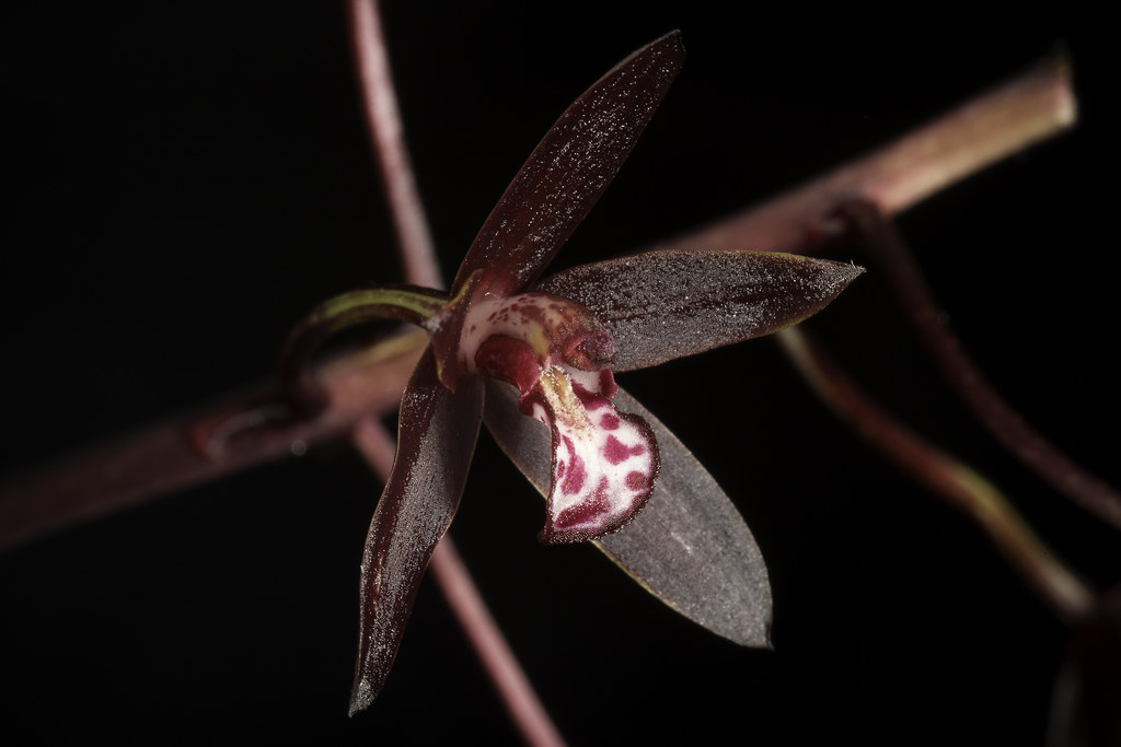 Cymbidium canaliculatum R.Br., Prodr. Fl. Nov. Holland.: 331 (1810)