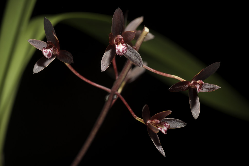 Cymbidium canaliculatum R.Br., Prodr. Fl. Nov. Holland.: 331 (1810)