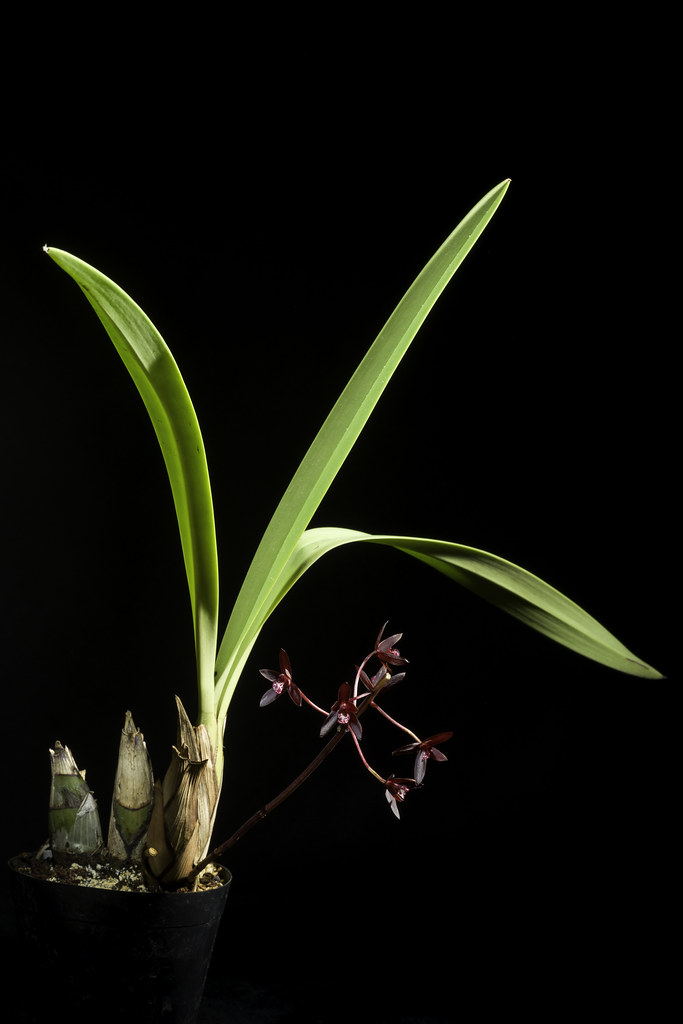 Cymbidium canaliculatum R.Br., Prodr. Fl. Nov. Holland.: 331 (1810)